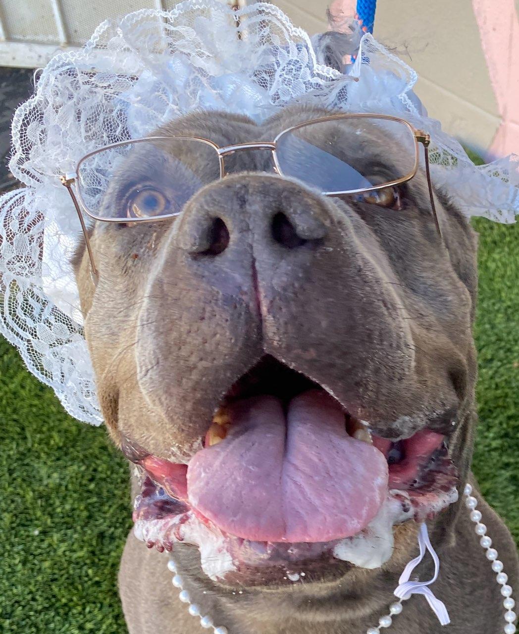 Enlarge Victoria, a ADOPTABLE mixed breed in Colusa, CA image 3/6