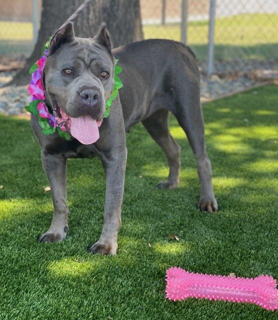 Victoria, a ADOPTABLE mixed breed in Colusa, CA image 5/6