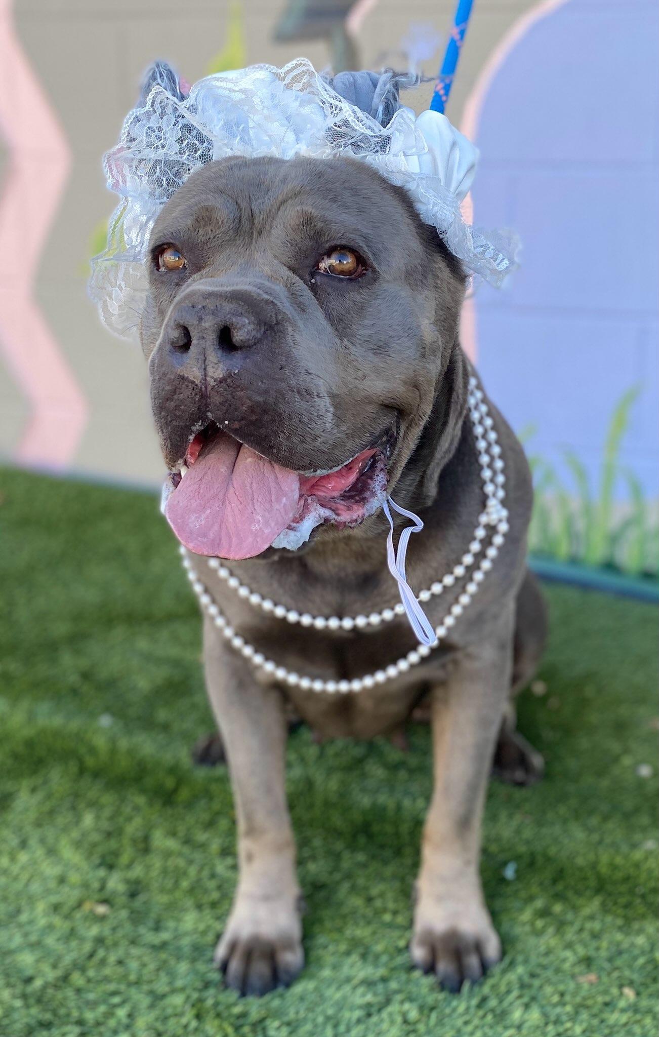 Enlarge Victoria, a ADOPTABLE mixed breed in Colusa, CA image 2/6