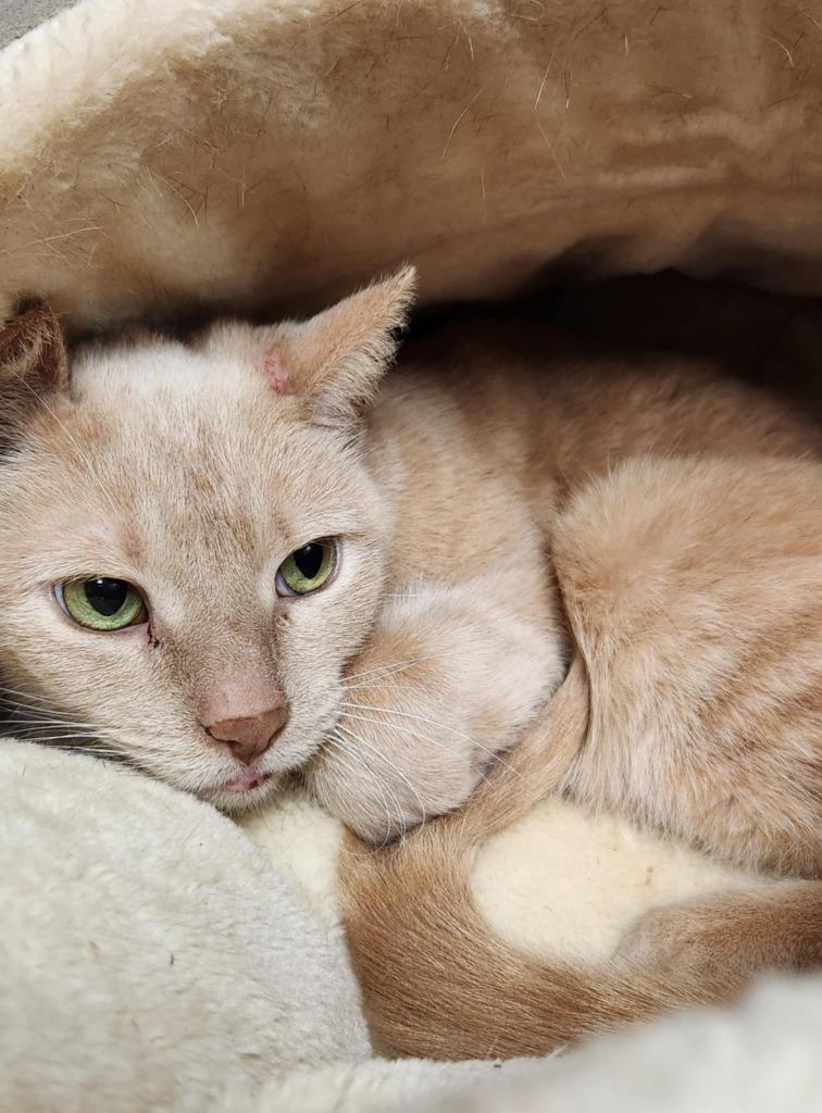 Moni, Adoptable, Young Female Domestic Short Hair.