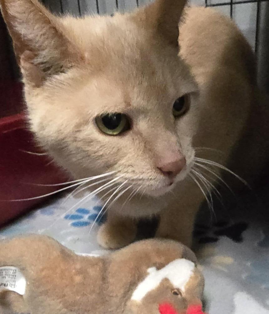 Moni, a Adoptable mixed breed in Warren, MI image 2/3