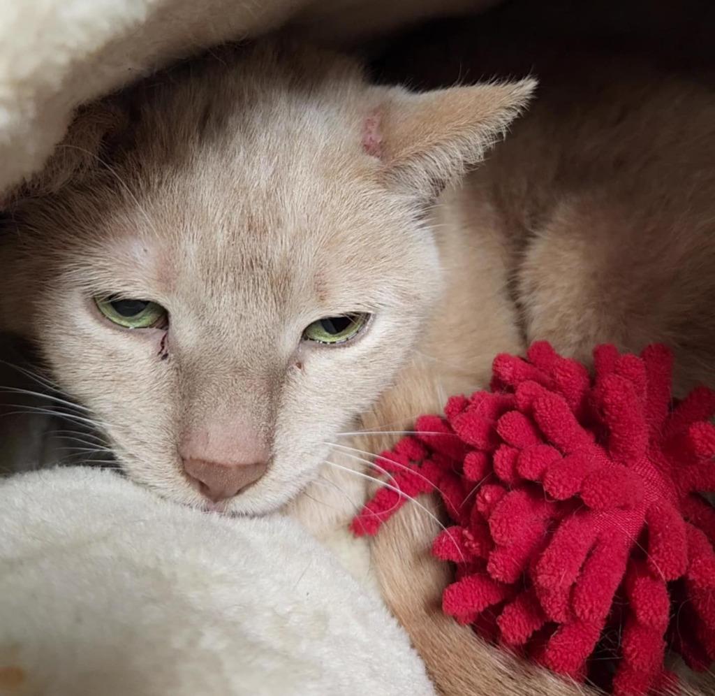 Moni, a Adoptable mixed breed in Warren, MI image 3/3