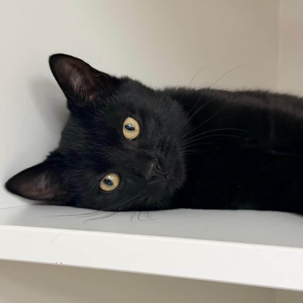 Jessie — thumbnail 2