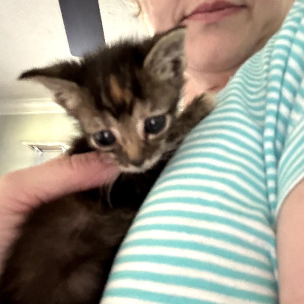 Squirrel, Adoptable, Kitten Female Domestic Short Hair.
