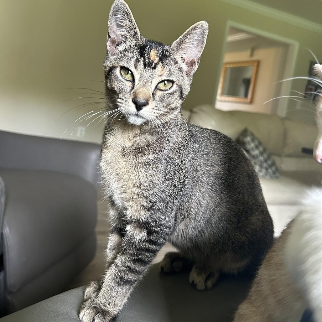 Enlarge Squirrel, a Adoptable Domestic Short Hair in Huntsville, AL image 2/3