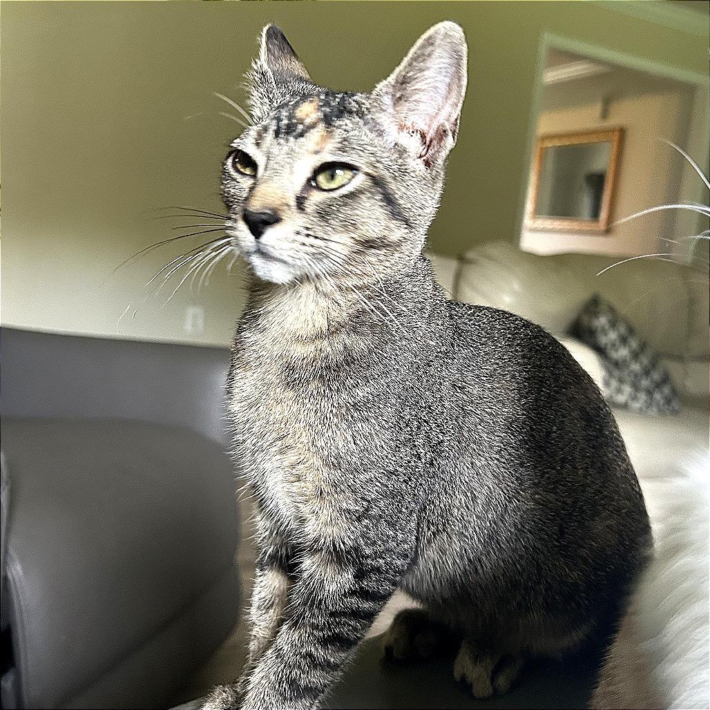 Enlarge Squirrel, a Adoptable Domestic Short Hair in Huntsville, AL image 3/3