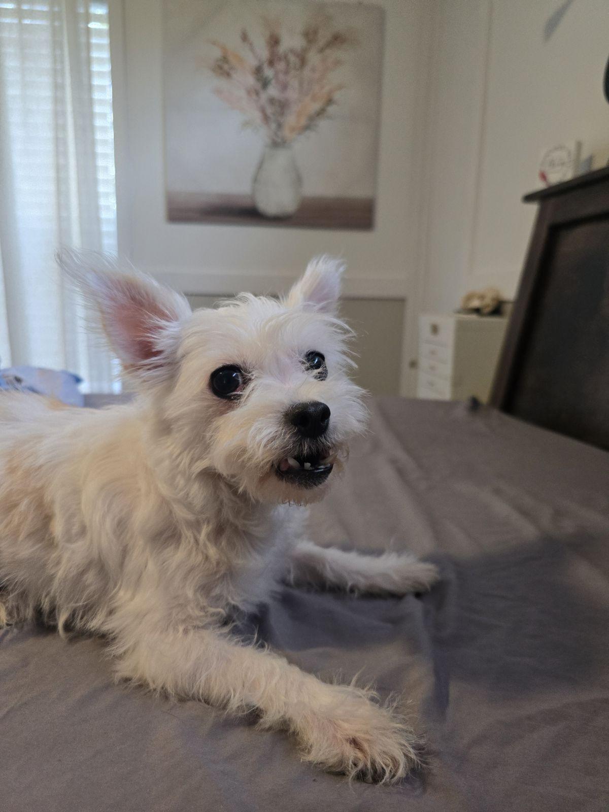Enlarge Piper , a ADOPTABLE Maltese in Luling, TX image 3/4