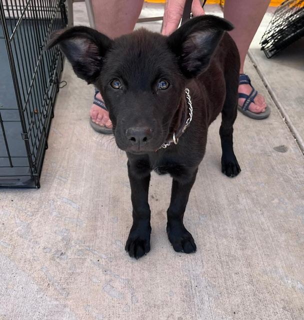 Enlarge Mia, a ADOPTABLE mixed breed in Littleton, CO image 1/3