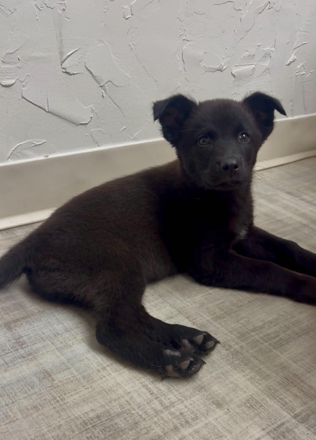 Enlarge Mia, a ADOPTABLE mixed breed in Littleton, CO image 2/2