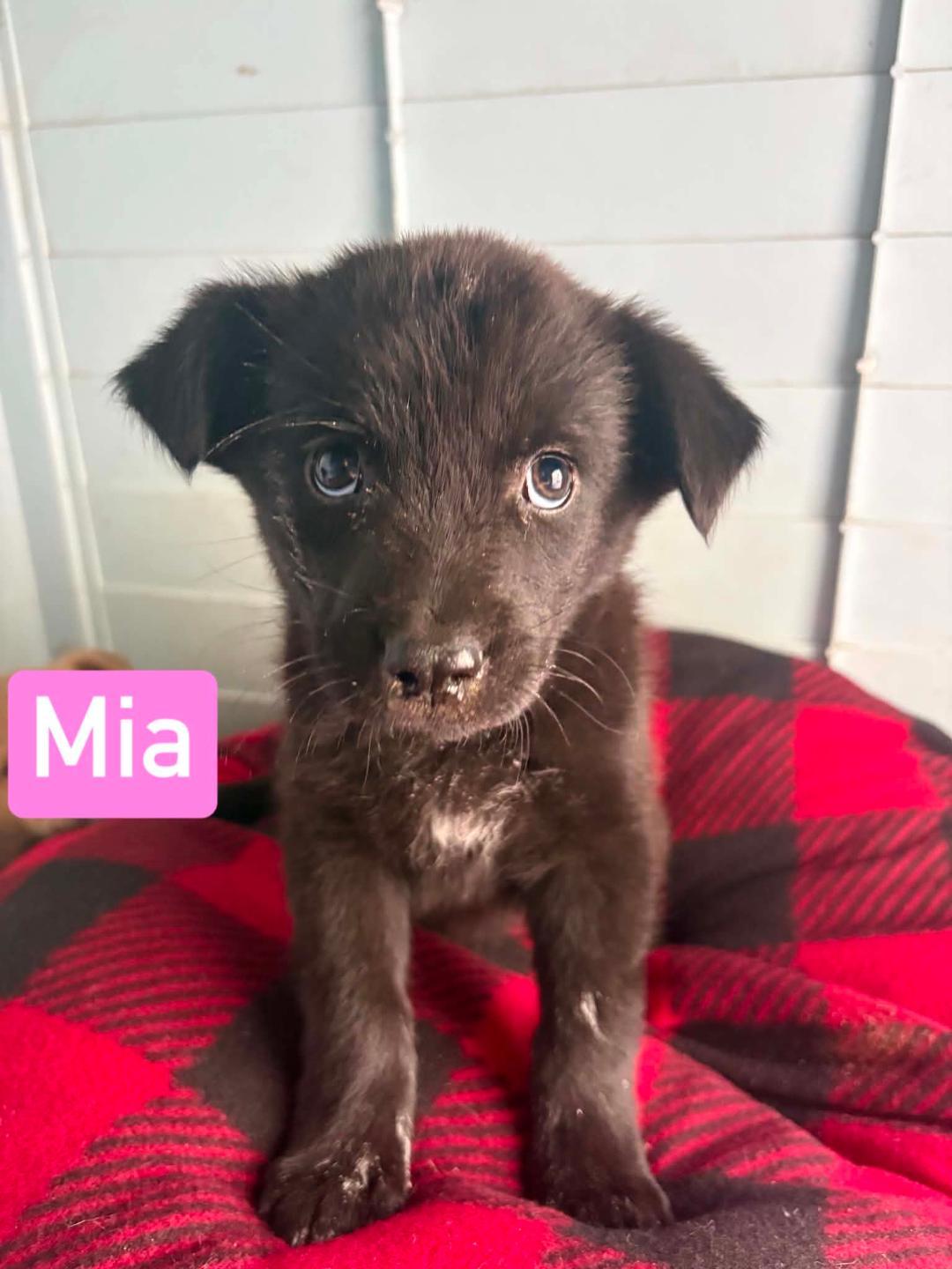 Enlarge Mia, a ADOPTABLE mixed breed in Littleton, CO image 1/2