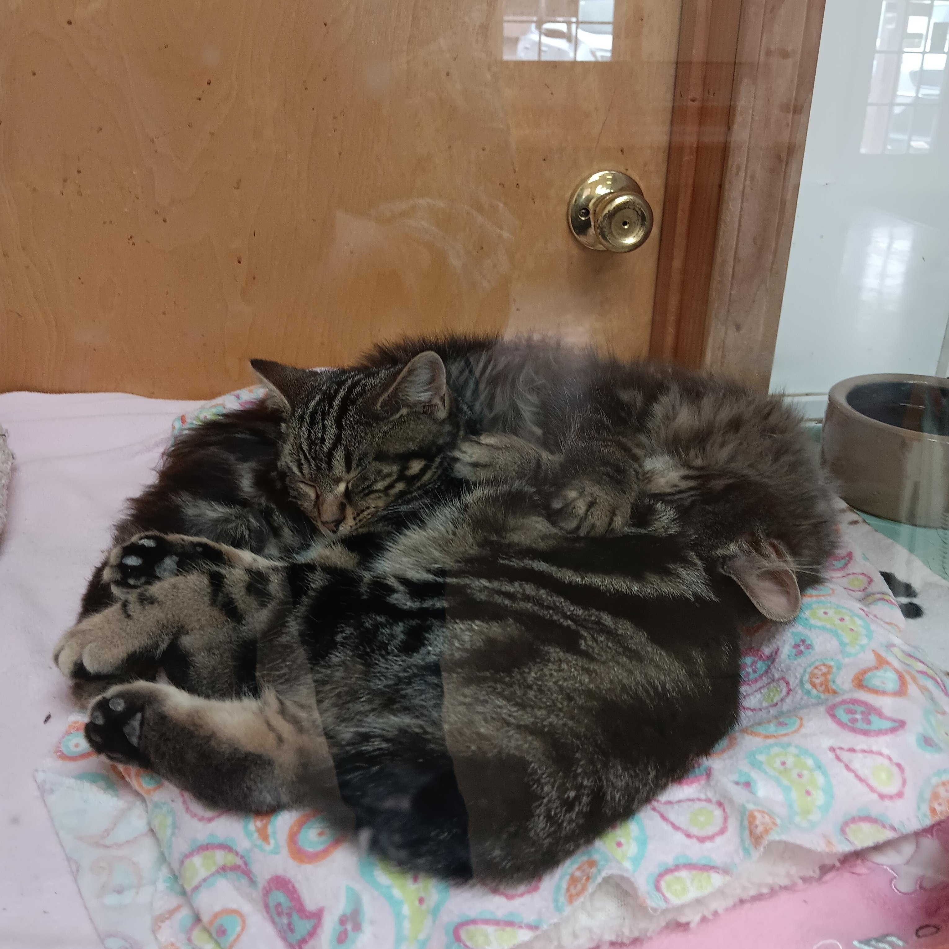 Enlarge Java, a ADOPTABLE Tabby in Blairsville, GA image 3/3