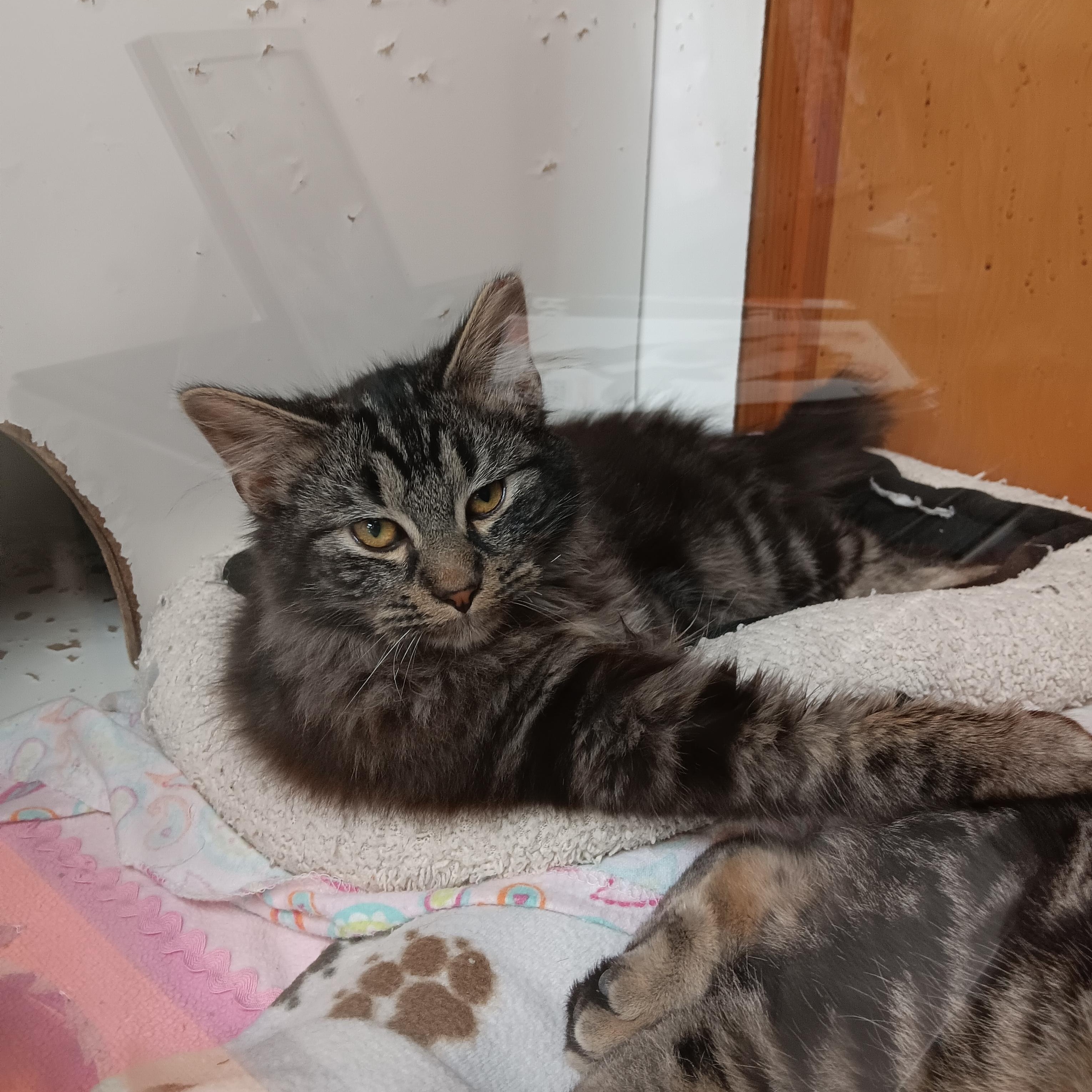 Java, ADOPTABLE, Kitten Male Tabby.