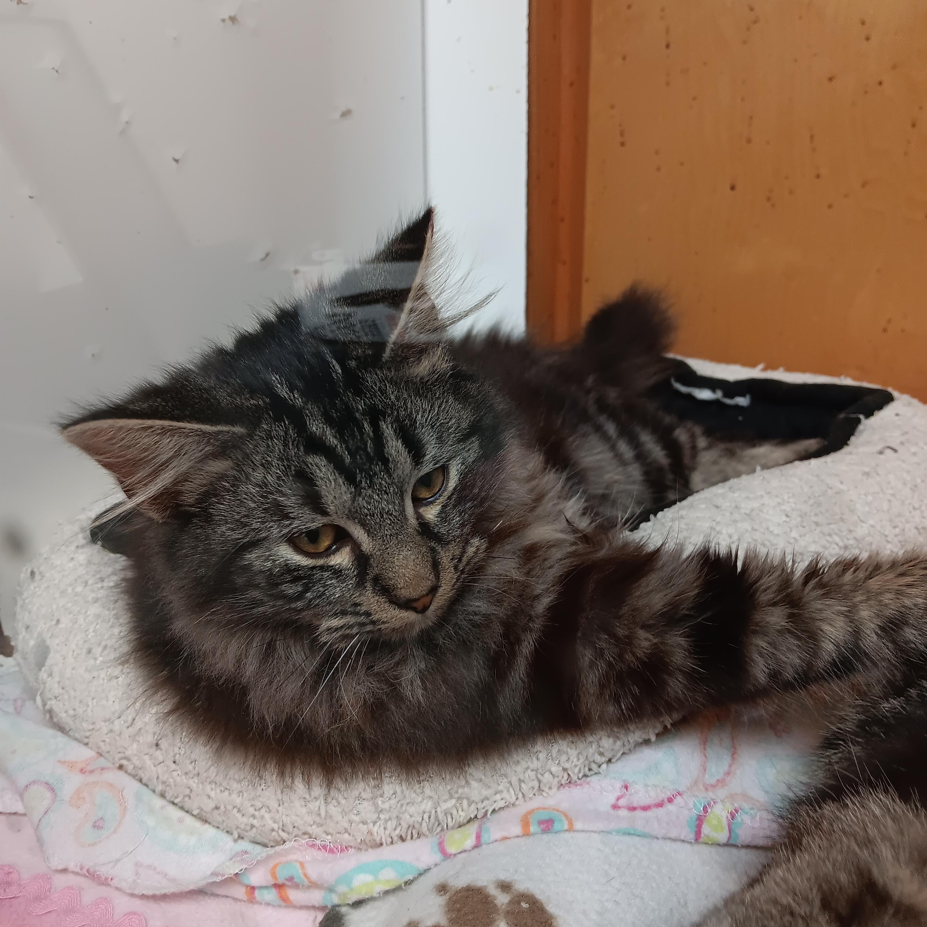 Java, ADOPTABLE, Kitten Male Tabby.