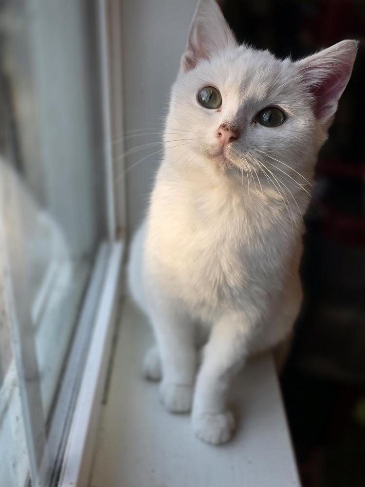 Cloud Dancer, Adoptable, Kitten Female Domestic Short Hair.