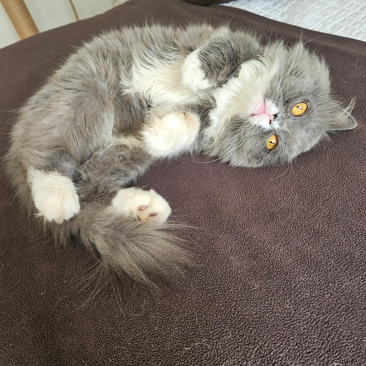 Enlarge Angelico ( AKA Winston Love Bug), a Adopted Persian in Kirkland, QC image 3/5