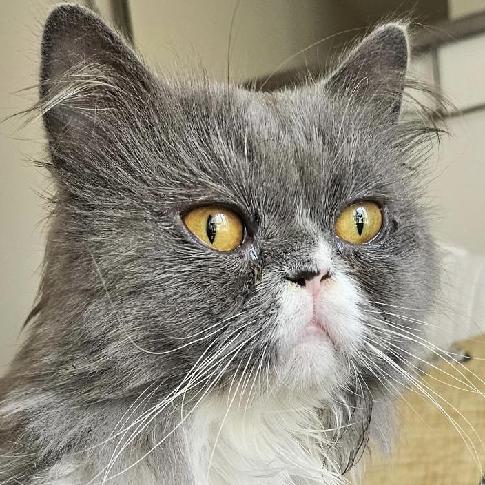 Angelico ( AKA Winston Love Bug), Adopted, Adult Male Persian.
