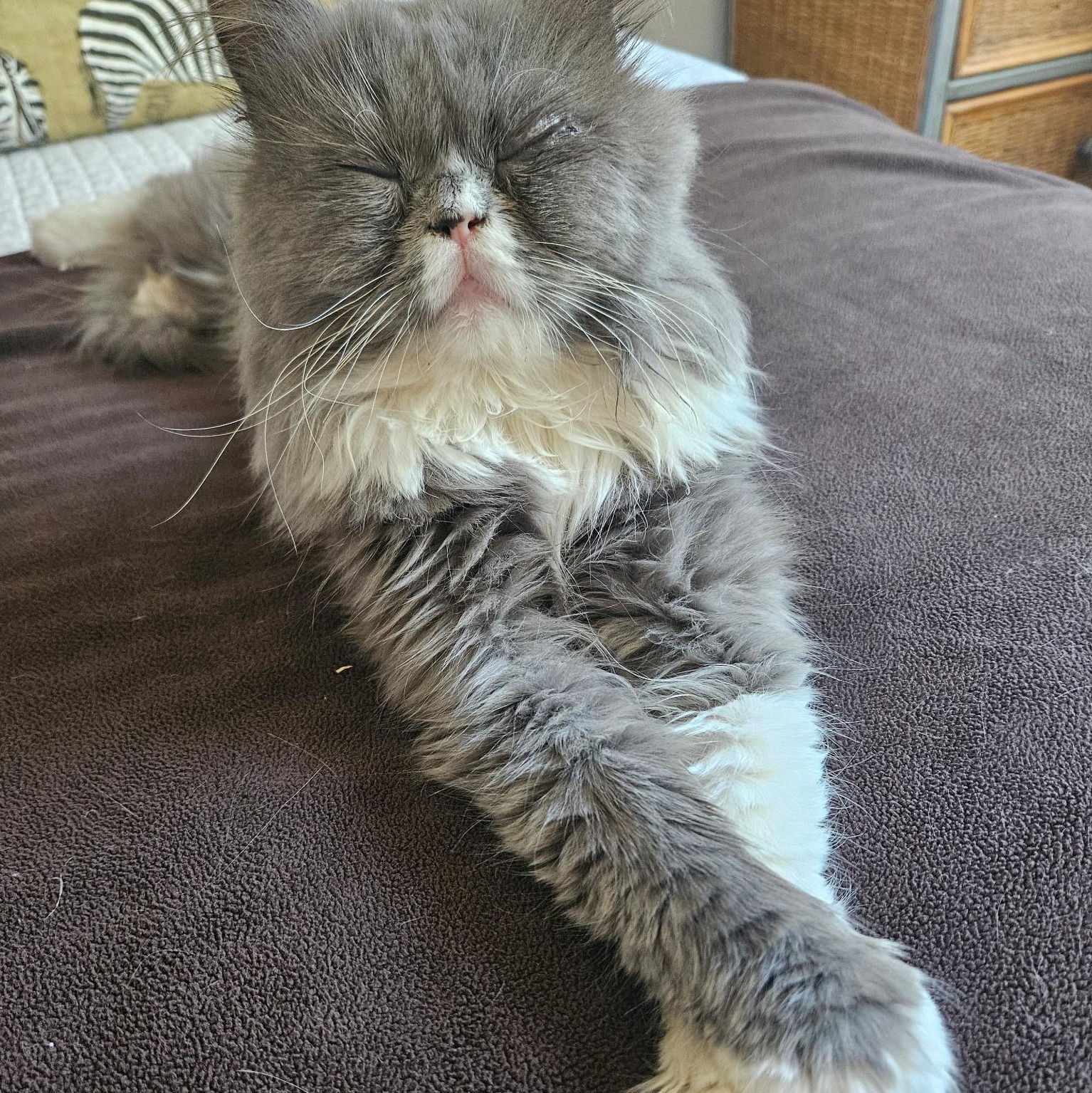Enlarge Angelico ( AKA Winston Love Bug), a Adopted Persian in Kirkland, QC image 5/5