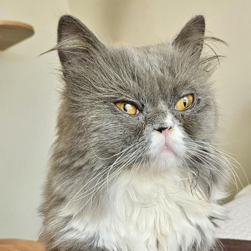 Enlarge Angelico ( AKA Winston Love Bug), a Adopted Persian in Kirkland, QC image 2/5