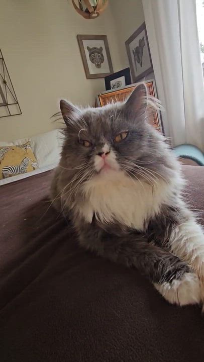 Enlarge Angelico ( AKA Winston Love Bug), a Adopted Persian in Kirkland, QC video 4/5