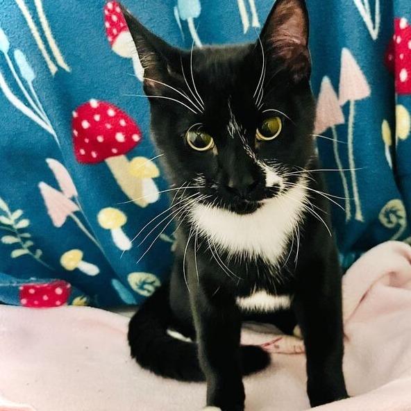 Dipper, Adoptable, Young Male Domestic Short Hair.