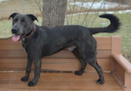 Gage, Adoptable, Adult Male Labrador Retriever & Mixed Breed.