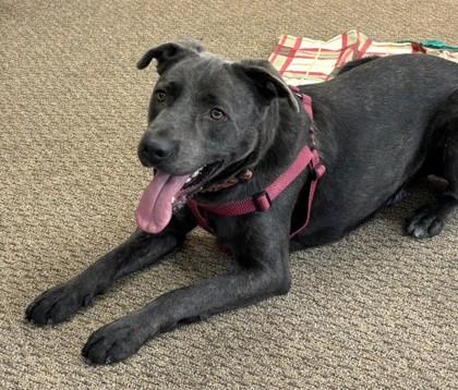 Gage, a Adoptable mixed breed in Baraboo, WI image 1/3