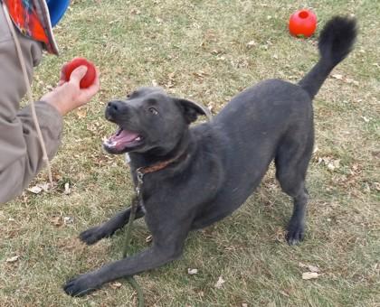 Gage, a Adoptable mixed breed in Baraboo, WI image 2/3