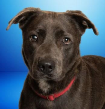 Gage, a Adoptable mixed breed in Baraboo, WI image 3/3