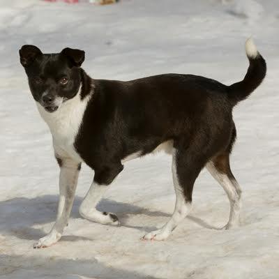 Enlarge Tellie, a ADOPTABLE mixed breed in Sudbury, MA image 3/3