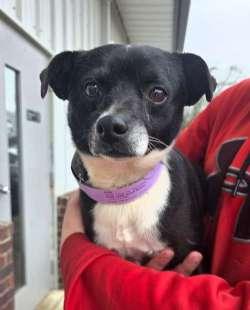 Tellie, ADOPTABLE, Young Male Rat Terrier & Pomeranian.
