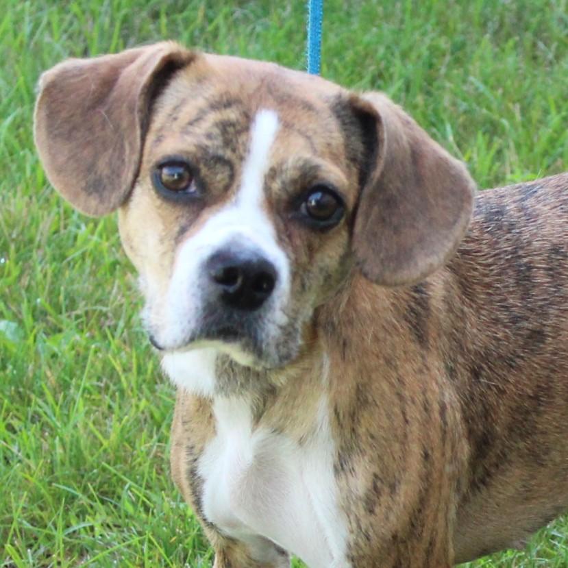 Enlarge Adalee, an adopted Puggle in Eaton, OH image 3/6