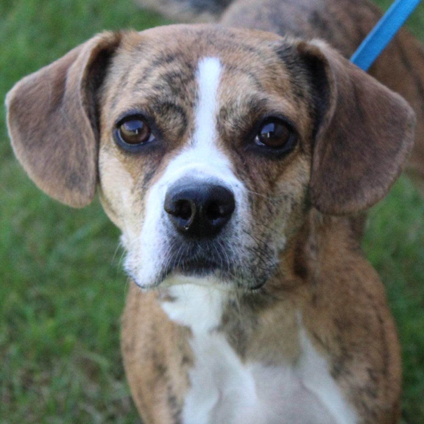 Adalee, adopted, Adult Female Puggle.