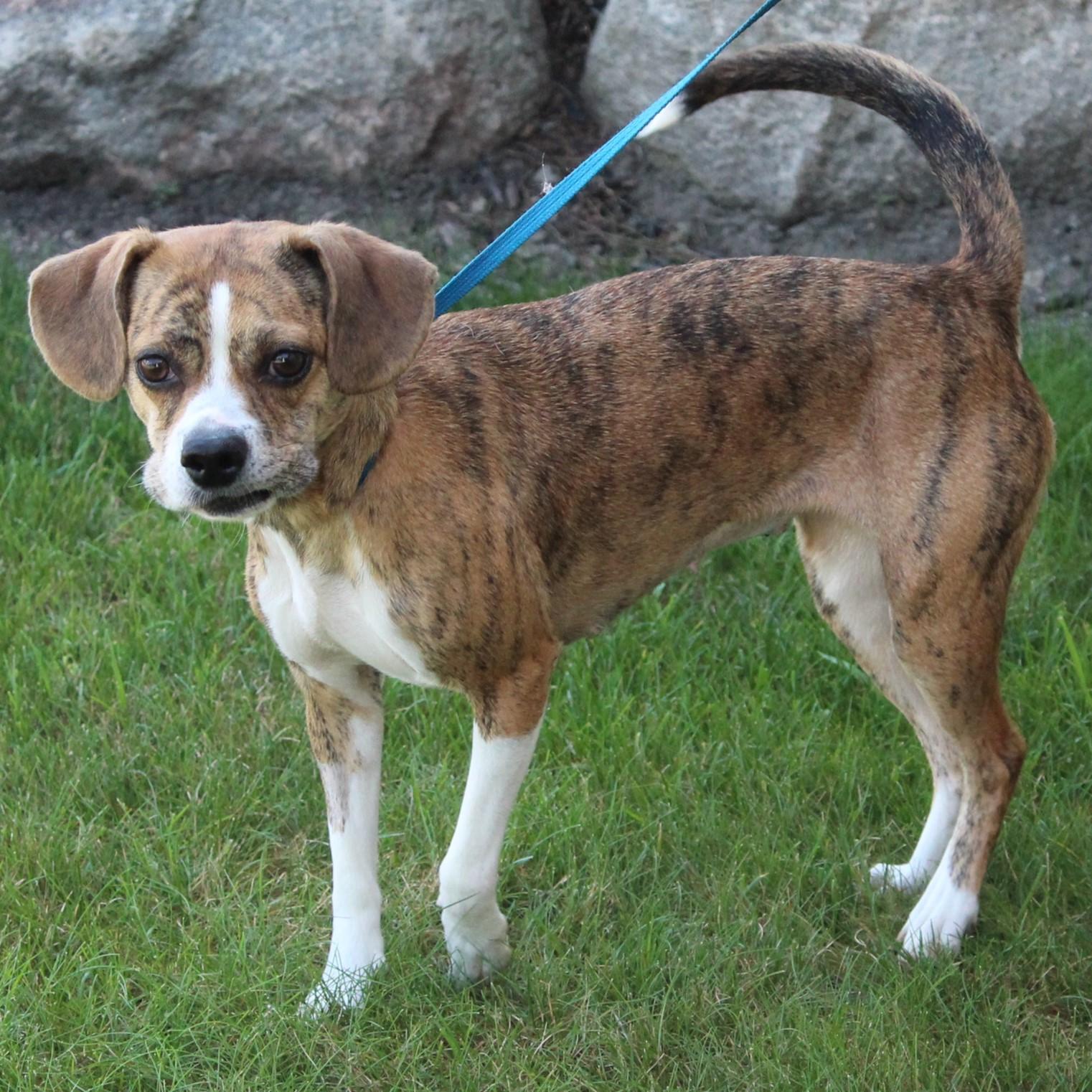 Enlarge Adalee, an adopted Puggle in Eaton, OH image 5/6