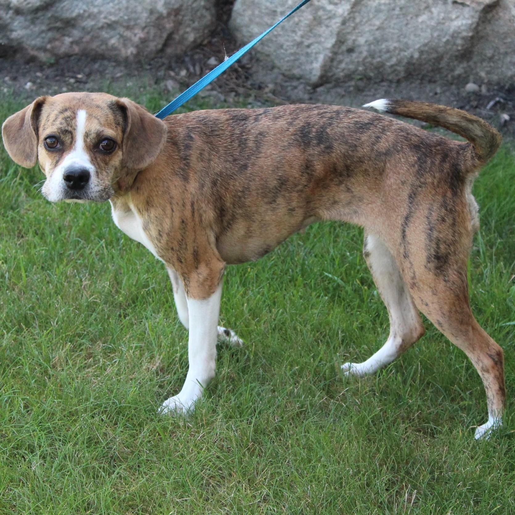 Enlarge Adalee, an adopted Puggle in Eaton, OH image 6/6
