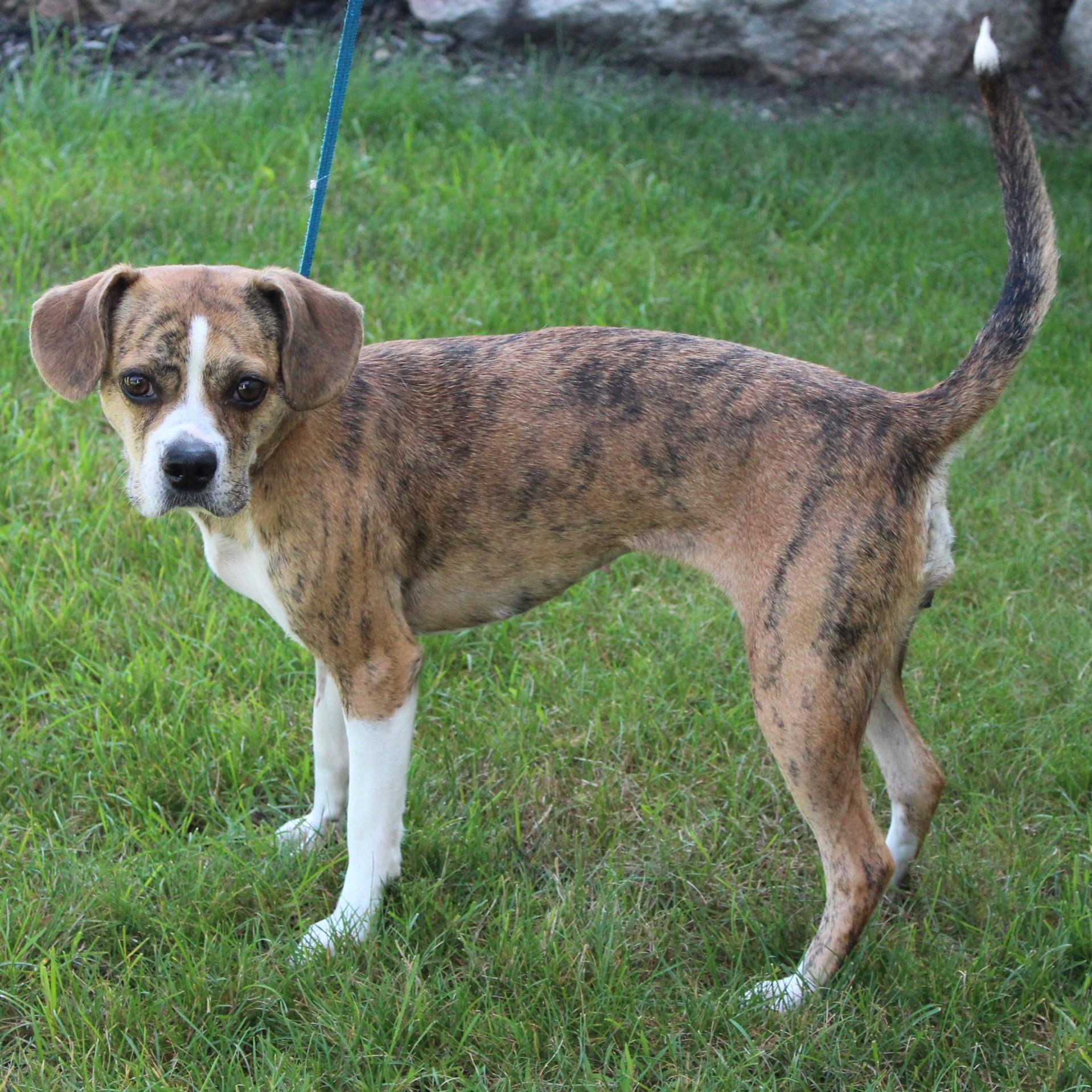 Enlarge Adalee, an adopted Puggle in Eaton, OH image 4/6