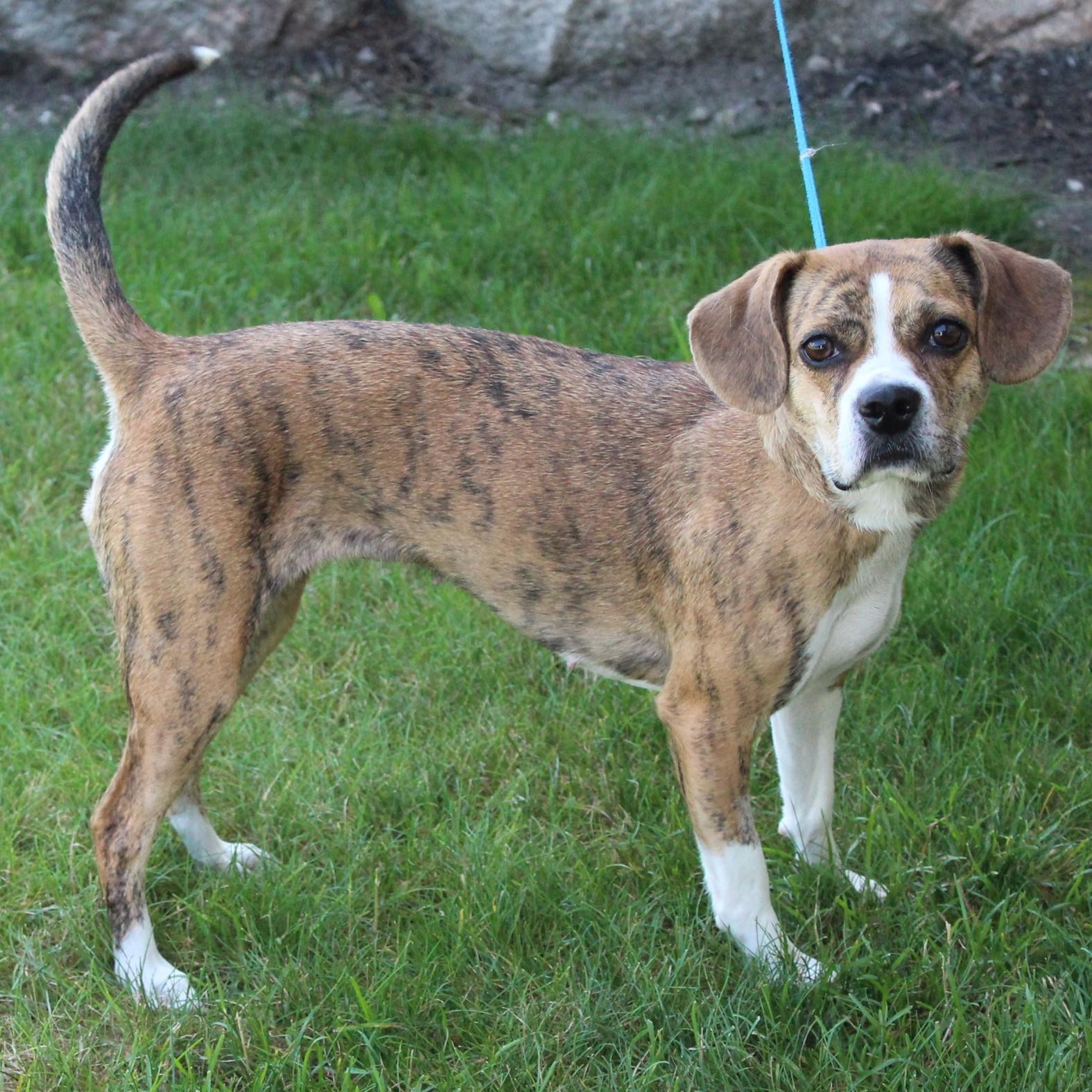 Enlarge Adalee, an adopted Puggle in Eaton, OH image 2/6