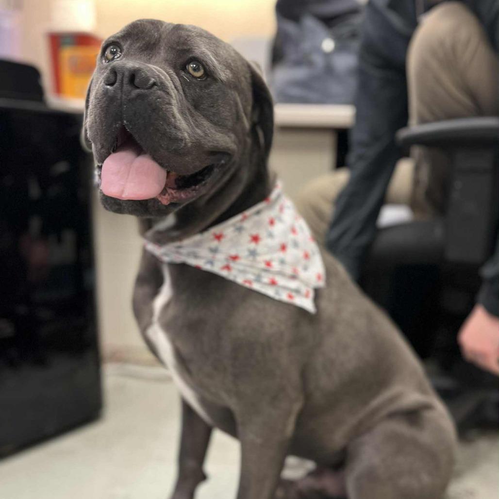 Adam, Adoptable, Adult Male Mastiff & Mixed Breed.