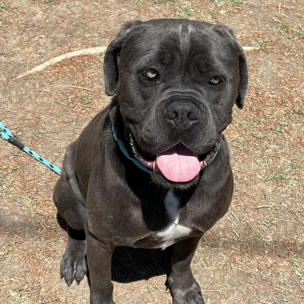 Adam, a Adoptable mixed breed in San Francisco, CA image 2/5