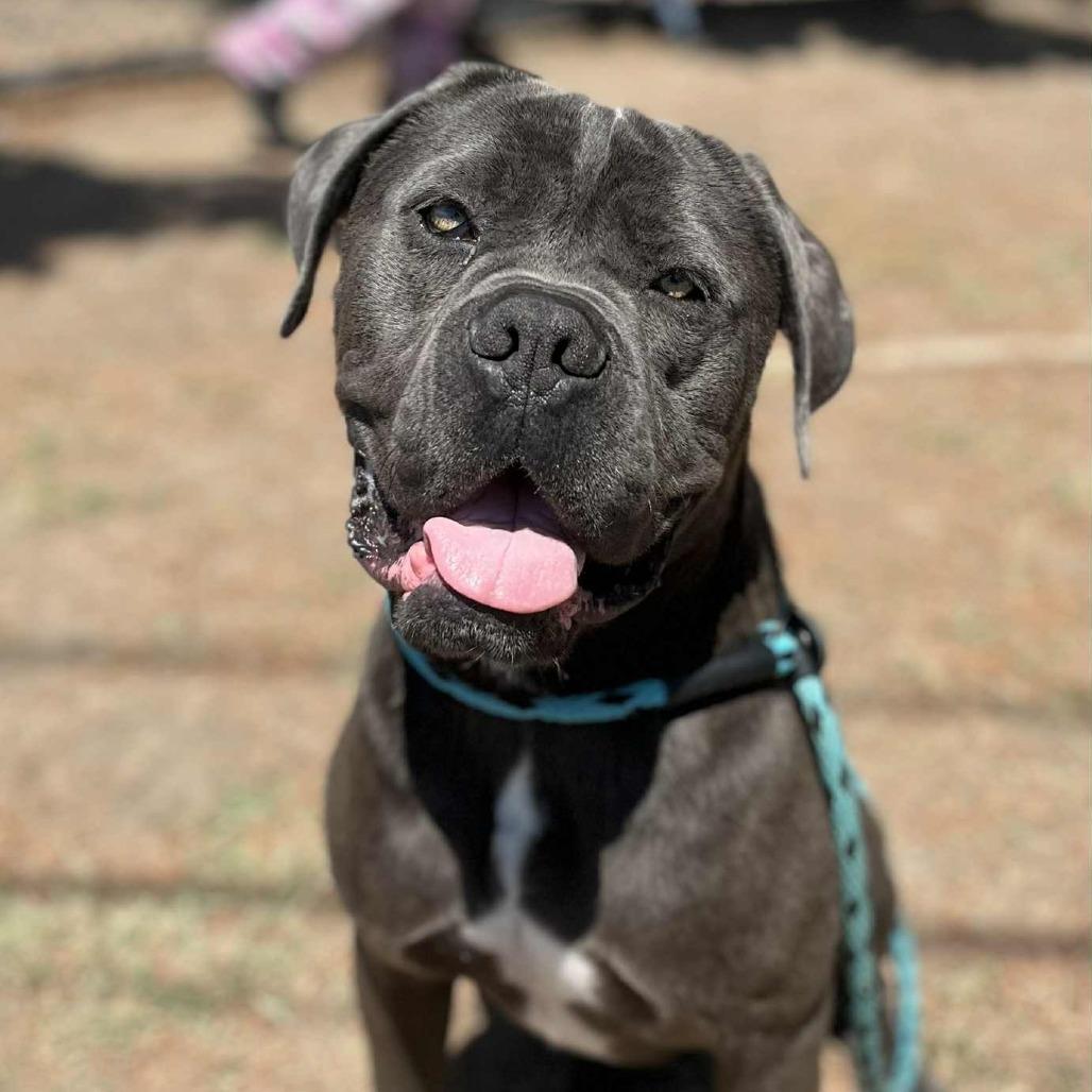 Adam, a Adoptable mixed breed in San Francisco, CA image 4/5