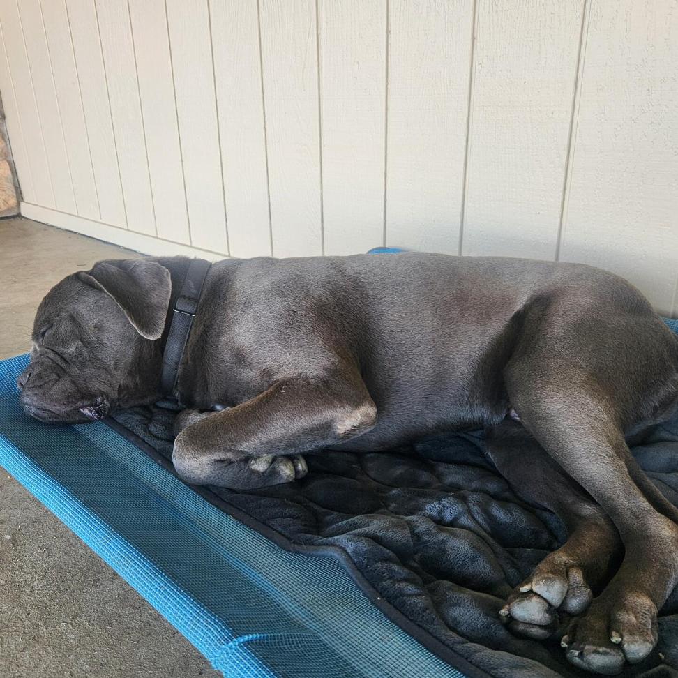 Adam, a Adoptable mixed breed in San Francisco, CA image 5/5
