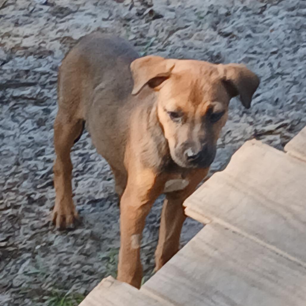 Zayn, Adoptable, Puppy Male Mixed Breed.