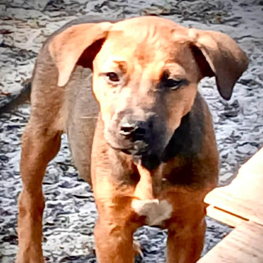 Enlarge Zayn, a Adoptable Mixed Breed in Williston, FL image 2/5