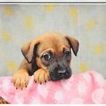 Enlarge Zayn, a Adoptable Mixed Breed in Williston, FL image 3/5