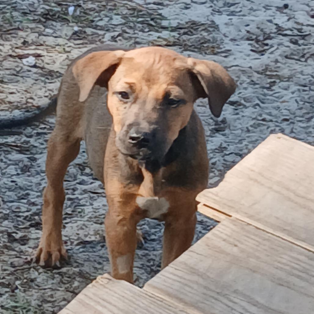 Enlarge Zayn, a Adoptable Mixed Breed in Williston, FL image 4/5