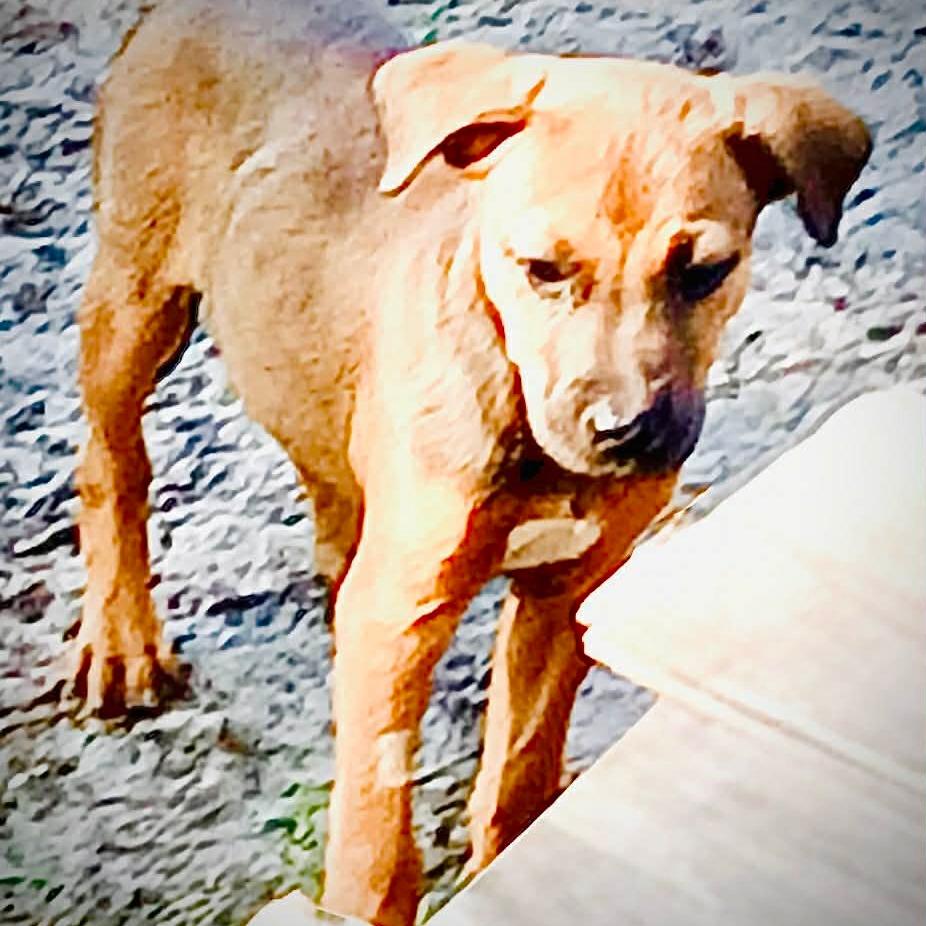 Enlarge Zayn, a Adoptable Mixed Breed in Williston, FL image 5/5