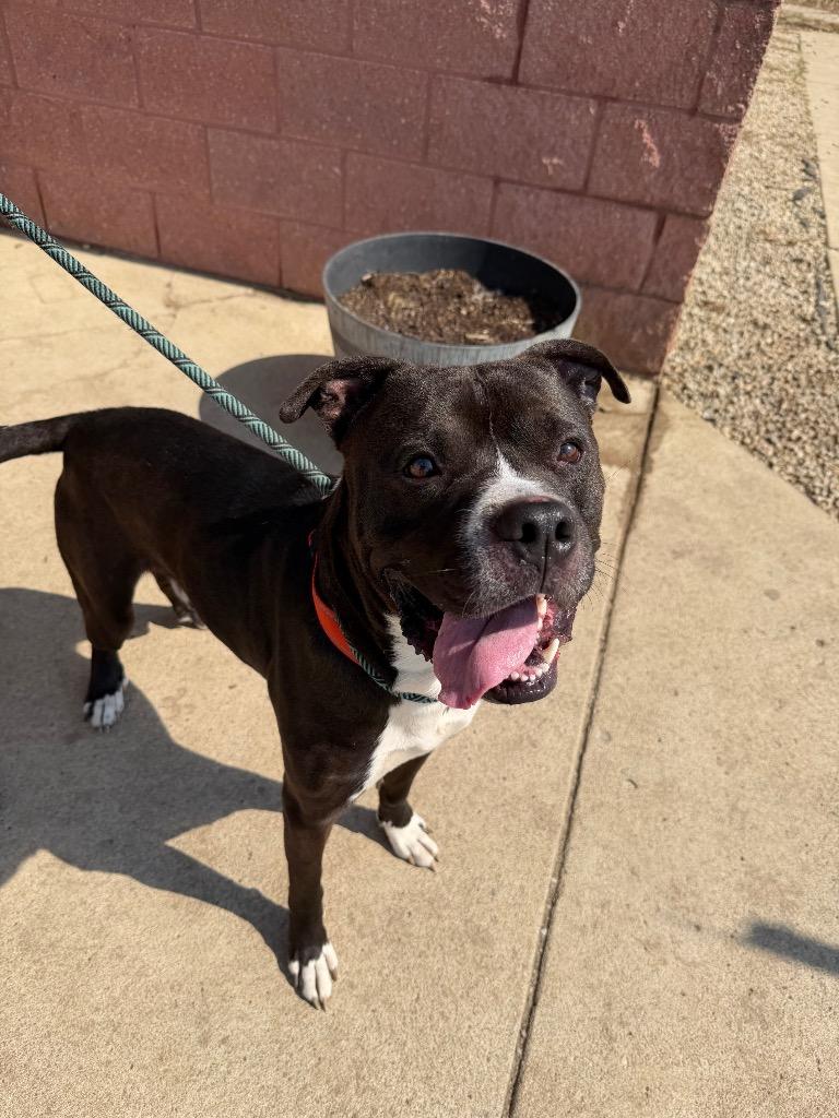 Calix, Adoptable, Young Male Pit Bull Terrier.