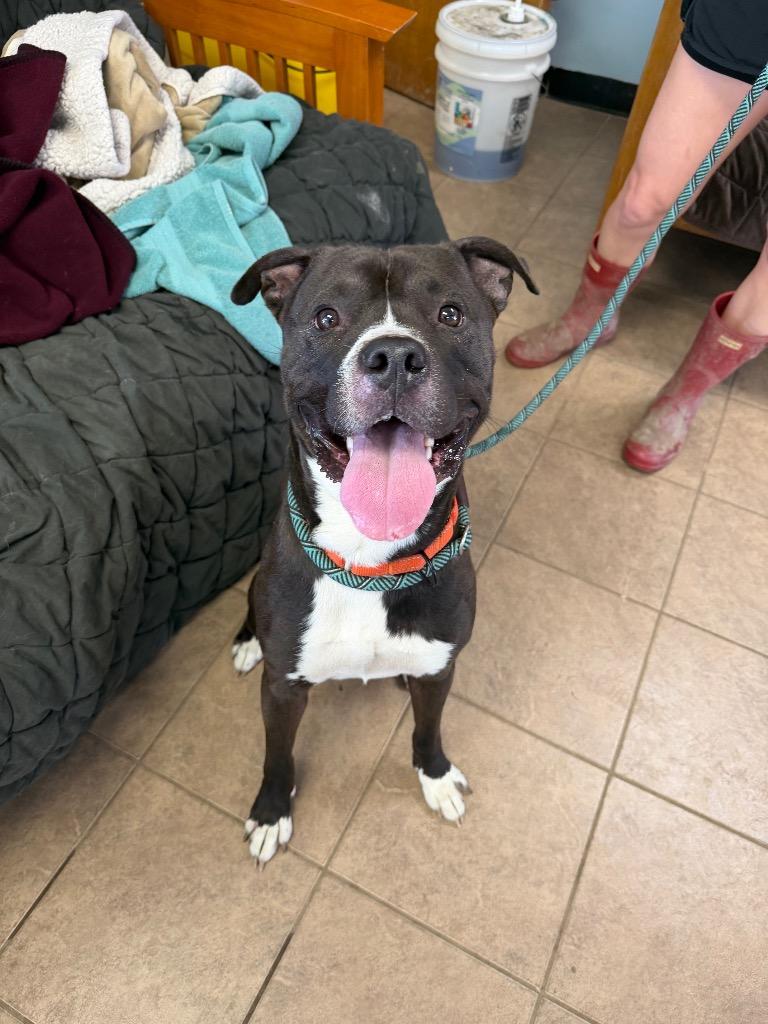 Enlarge Calix, a Adoptable Pit Bull Terrier in Marion, OH image 2/2