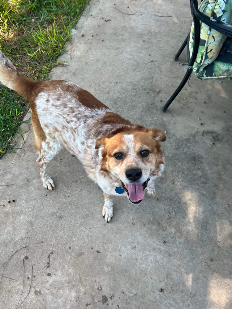 Finn (bonded with Gunnar, must be adopted together), Young Male Australian Cattle Dog / Blue Heeler