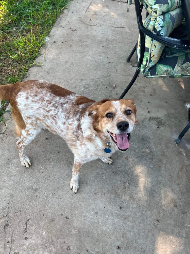 Finn (bonded with Gunnar, must be adopted together), Adoptable, Young Male Australian Cattle Dog / Blue Heeler.