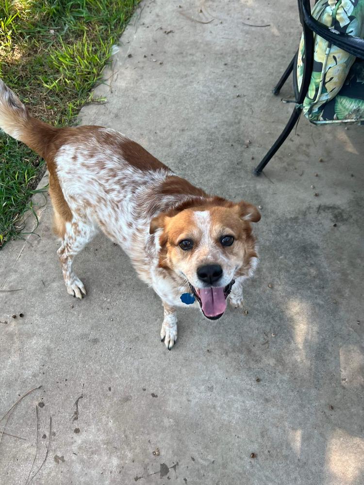 Finn (bonded with Gunnar, must be adopted together), a Adoptable mixed breed in Brewster , NY image 2/2